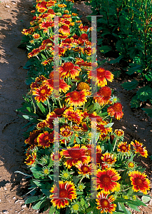 Picture of Gaillardia aristata 'Arizona Sun'