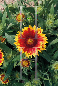 Picture of Gaillardia aristata 'Arizona Sun'