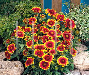 Picture of Gaillardia aristata 'Arizona Sun'