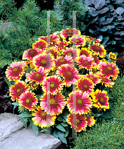 Picture of Gaillardia aristata 'Arizona Sun'