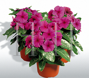 Picture of Catharanthus roseus 'First Kiss Blueberry'