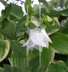 Picture of Campanula punctata 'Wedding Bells'