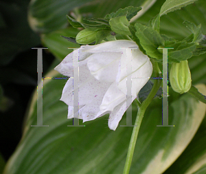 Picture of Campanula punctata 'Wedding Bells'