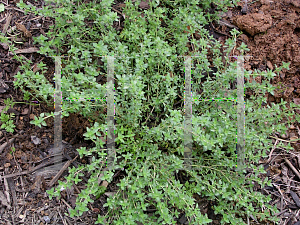 Picture of Thymus vulgaris 'English'