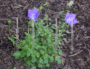 Picture of Campanula carpatica 'Deep Blue Clips'