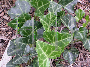 Picture of Hedera helix 'Thorndale'