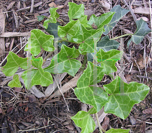 Picture of Hedera helix 'Thorndale'