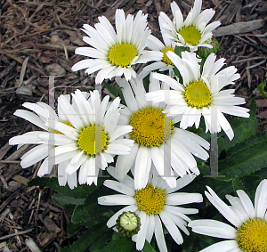 Picture of Leucanthemum x superbum 'Snow Lady'