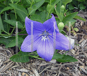 Picture of Platycodon grandiflorus 'Fuji Blue'