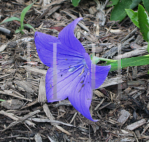 Picture of Platycodon grandiflorus 'Fuji Blue'