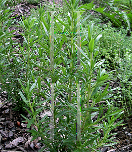 Picture of Rosmarinus officinalis 'Spice Island'