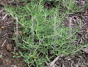 Picture of Rosmarinus officinalis 'Huntington Carpet'