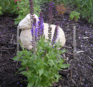 Picture of Salvia nemorosa 'Blue Queen'