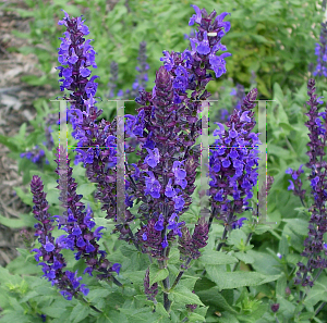 Picture of Salvia nemorosa 'Blue Queen'