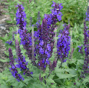 Picture of Salvia nemorosa 'Blue Queen'