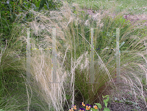 Picture of Stipa tenuissima 