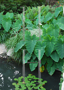 Picture of Colocasia esculenta 