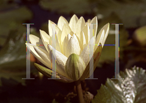 Picture of Nymphaea  'Missouri'