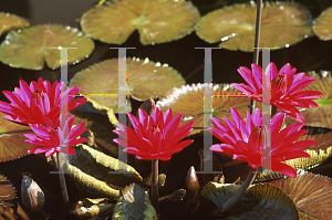 Picture of Nymphaea  'Jennifer Rebecca'