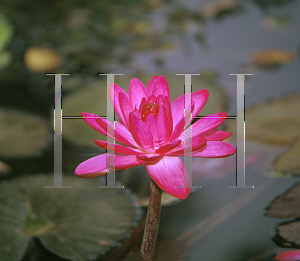 Picture of Nymphaea  'Emily Grant Hutchings'