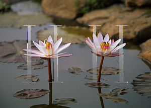 Picture of Nymphaea  'Texas Shell Pink'