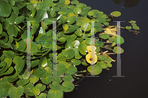 Picture of Hydrocleys nymphoides 