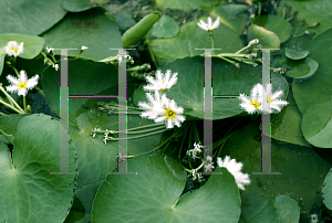 Picture of Nymphoides indica 