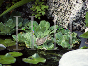 Picture of Pistia stratoites 