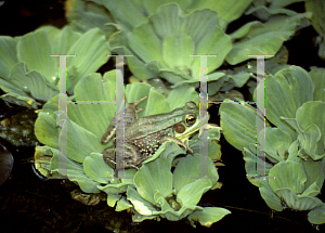 Picture of Pistia stratoites 