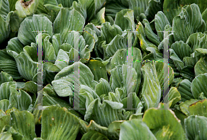 Picture of Pistia stratoites 