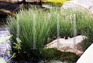 Picture of Equisetum scirpoides 