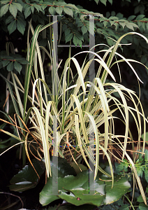 Picture of Glyceria maxima var. variegata 