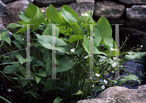 Picture of Sagittaria latifolia 'Bloomin' Baby'