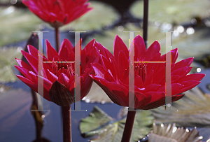 Picture of Nymphaea  'Antares'