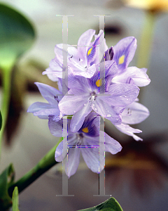 Picture of Eichhornia crassipes 