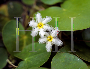 Picture of Nymphoides indica 