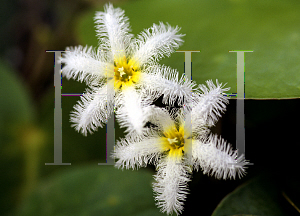 Picture of Nymphoides indica 