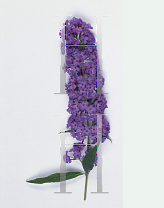 Picture of Buddleia davidii 'Nanho Blue'