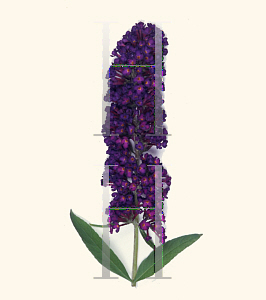 Picture of Buddleia davidii 'Black Knight'