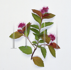 Picture of Spiraea japonica 'Magic Carpet'