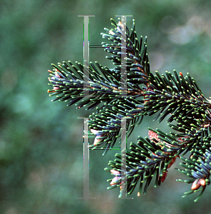 Picture of Abies fraseri '~Species'