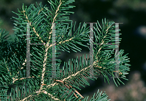 Picture of Abies lasiocarpa 