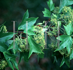 Picture of Acer mono f. dissectum 