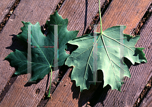 Picture of Acer saccharum ssp. grandidentatum 