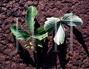 Picture of Acer griseum 