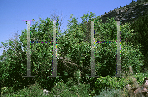 Picture of Acer glabrum 