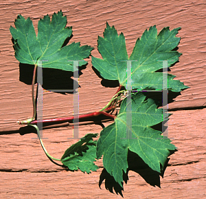 Picture of Acer glabrum 