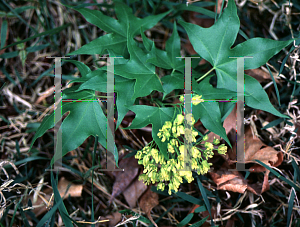 Picture of Acer mono f. dissectum 