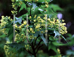 Picture of Acer mono f. dissectum 