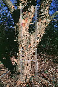 Picture of Acer buergerianum 'Goshiki kaede'